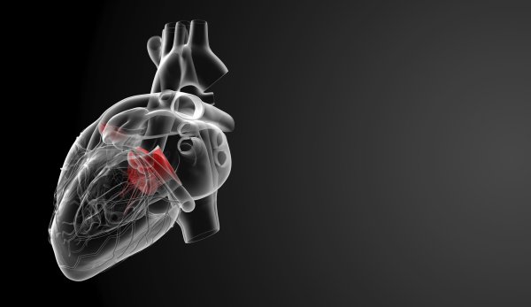 Сердце анатомия на темном фоне