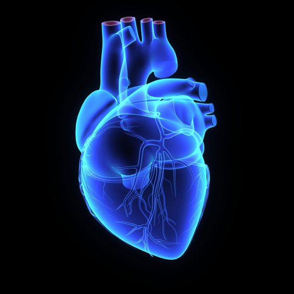 Анатомическое сердце на черном фоне