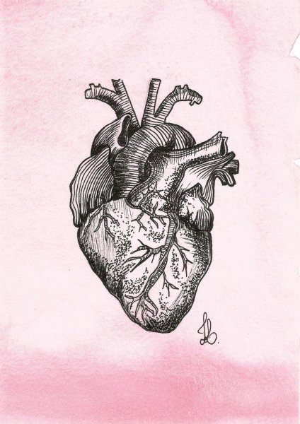 Анатомическое сердце Эстетика