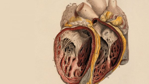 Анатомия сердца Сапин