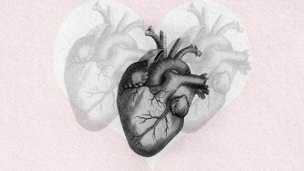Сердце анатомия Эстетика