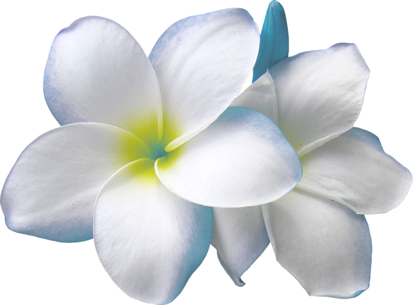 Цветок Франжипани на белом фоне