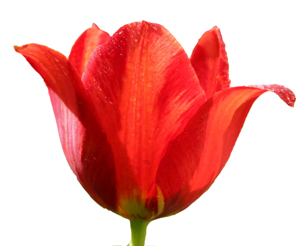 Тюльпаны на прозрачном фоне