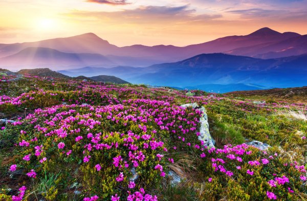 Цветущая Долина горный Алтай