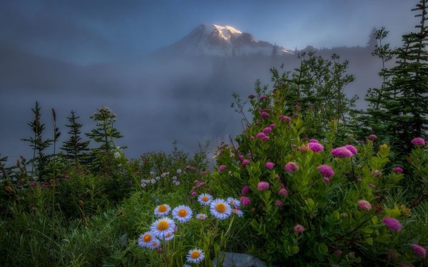 Один цветок на фоне гор