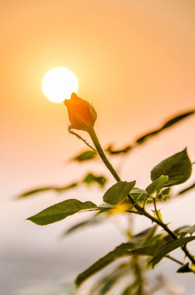 Роза в лучах солнца