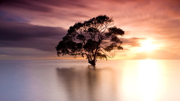 Одинокое дерево на фоне заката