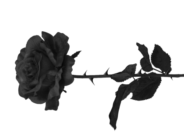 Роза без фона темная