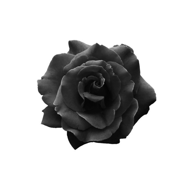 Одна черная роза на белом фоне