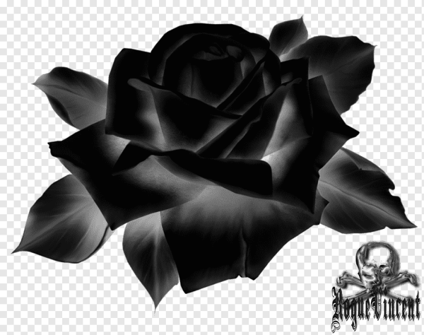 Черная роза на прозрачном фоне