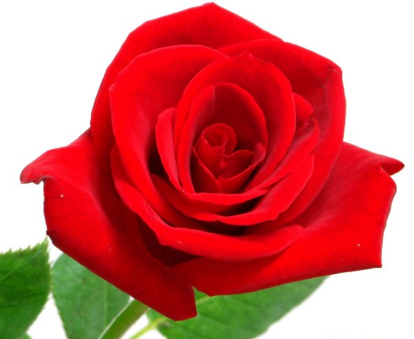 Одна красная роза на белом фоне