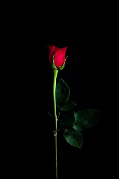 Одна красная роза на черном фоне