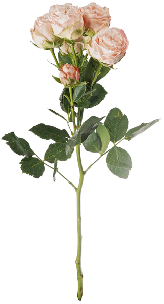 Бомбастик роза Кения