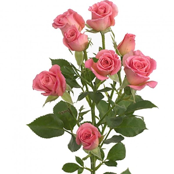 Роза кустовая 60 см