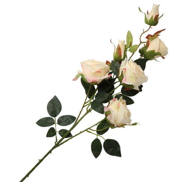 Одна кустовая роза на белом фоне