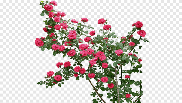 Плетистая Шиповниковая роза