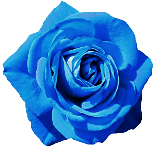 Роза голубой Блу...