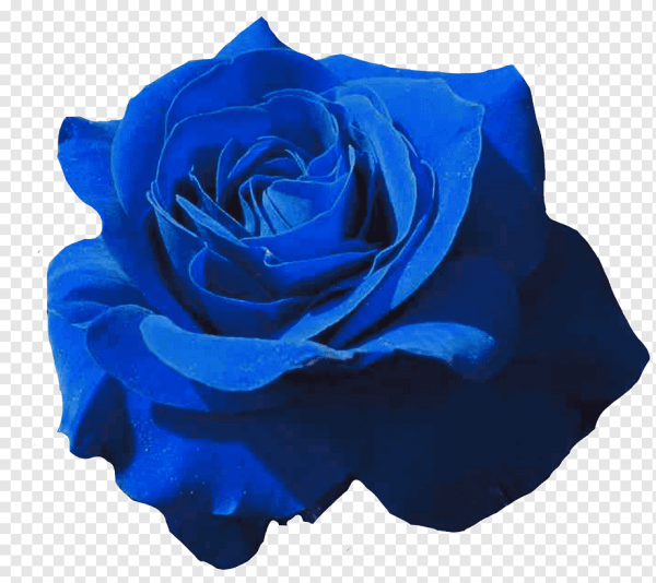 Голубая роза Мао