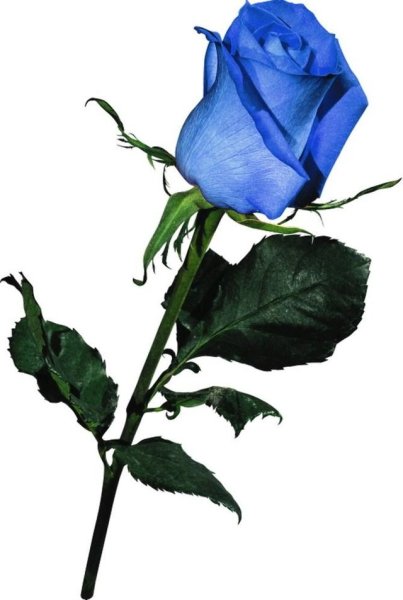 Одна синяя роза на белом фоне