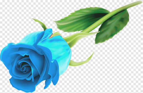 Синяя роза на белом фоне