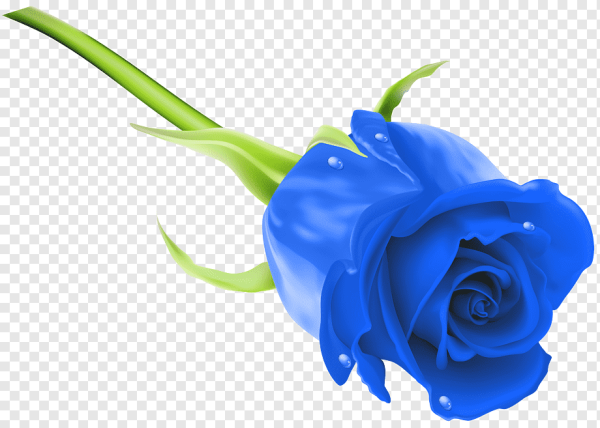 Голубая роза на прозрачном фоне