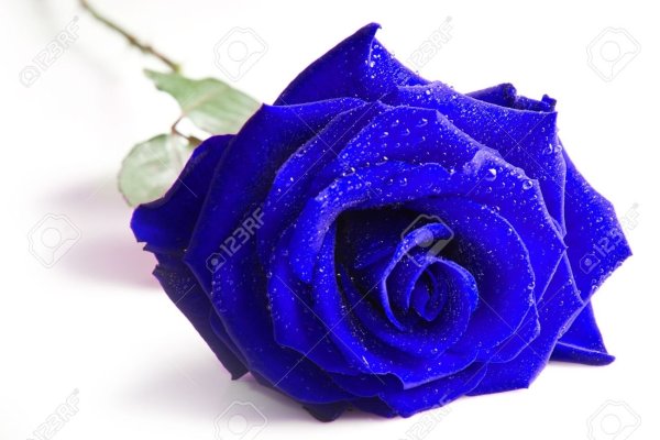 Синяя роза на белом фоне