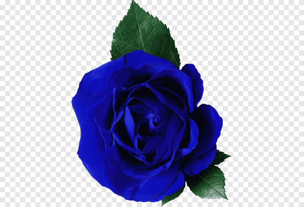 Синие розы флорибунда
