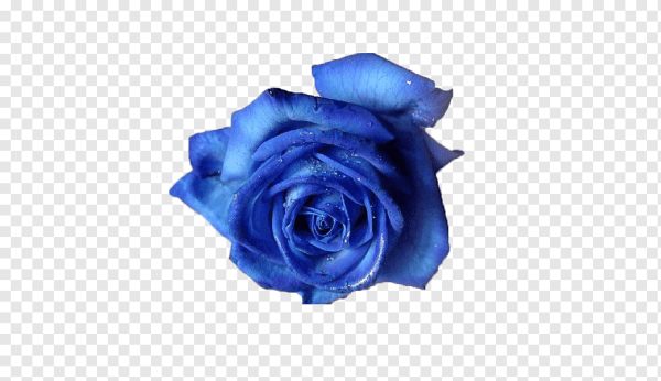 Синие розы на прозрачном фоне