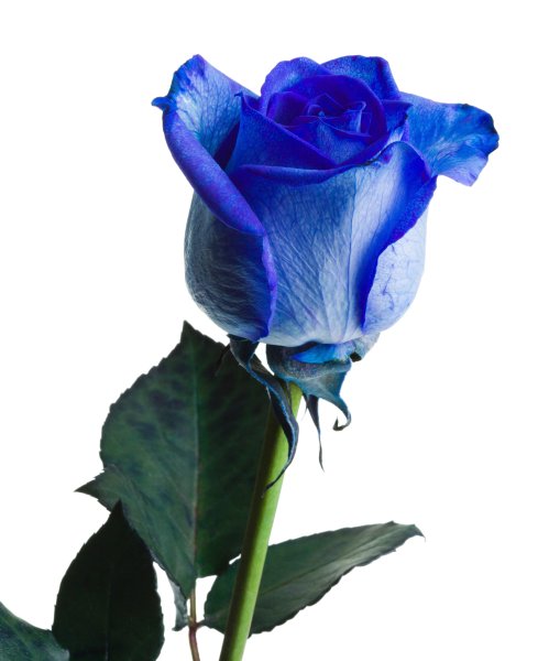 Синяя роза Иллиума