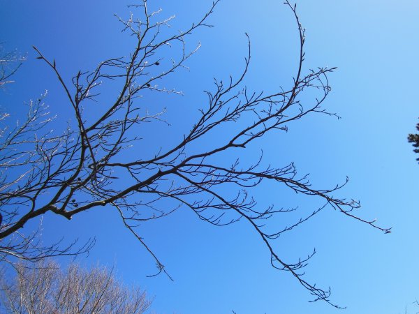 Ветка дерева на фоне неба