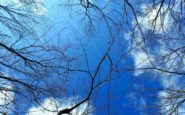 Небо с ветками деревьев