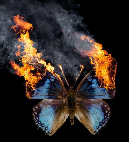 Сгорающая бабочка