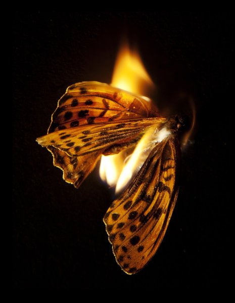 Сгорающая бабочка