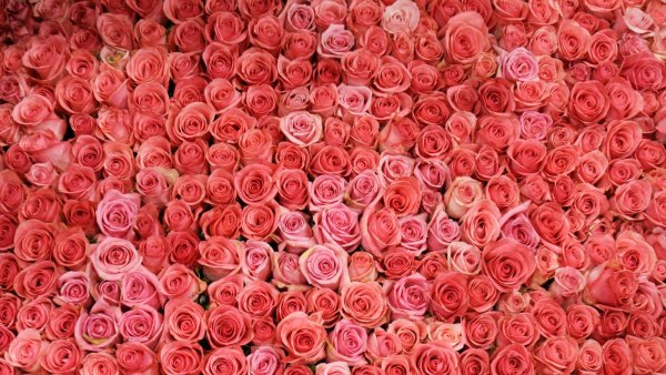 Много роз