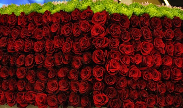 Огромные букеты роз для любимой