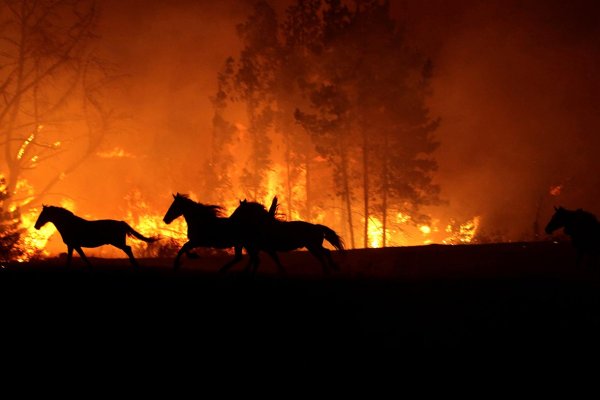 Пожар в лесу животные