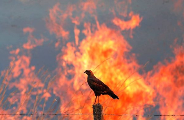 Птицы в пожаре