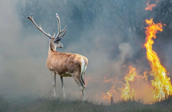Лесные пожары олень