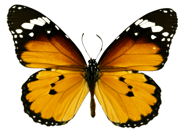 Оранжевые бабочки на белом фоне