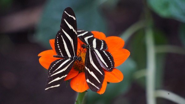 Оранжевые бабочки на черном фоне