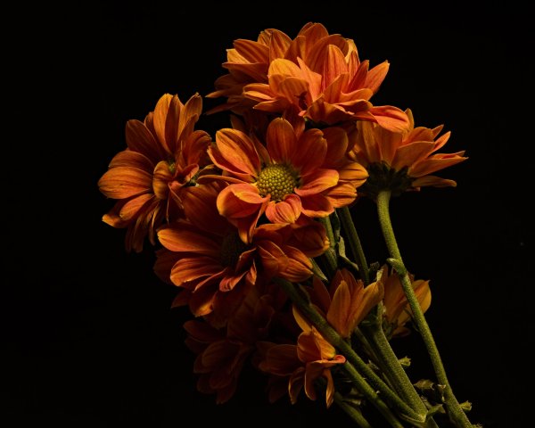 Оранжево коричневые цветы