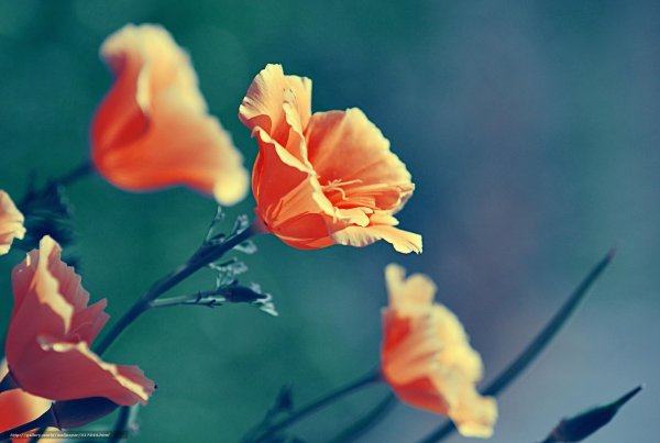 Цветы на оранжевом фоне