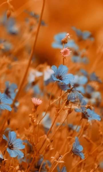 Сине оранжевые цветы