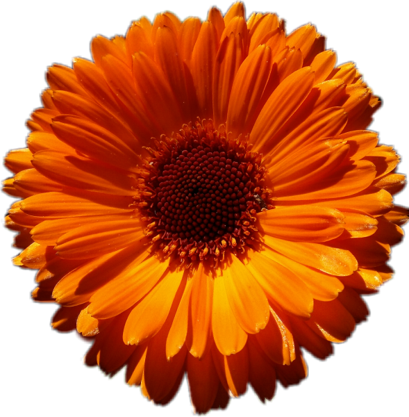 Оранжевый цветок для детей