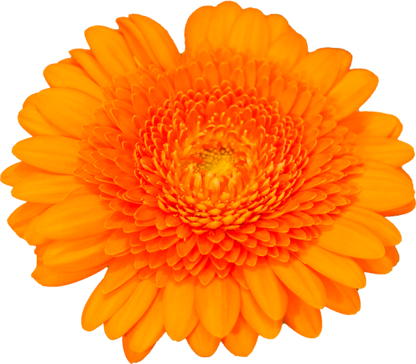 Оранжевый цветок на белом фоне