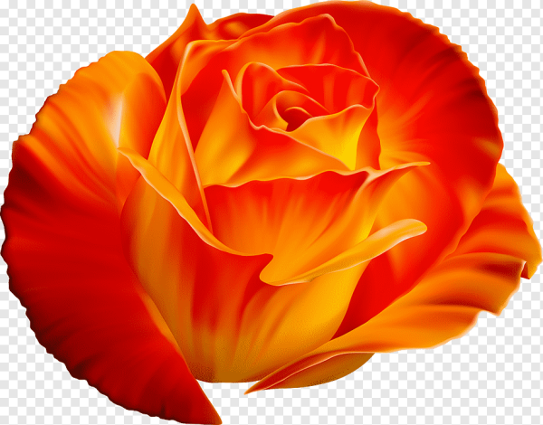 Оранжевые розы на прозрачном фоне