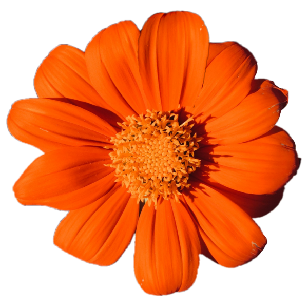 Оранжевые цветы на белом фоне