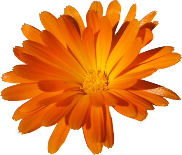 Оранжевые цветы на прозрачном