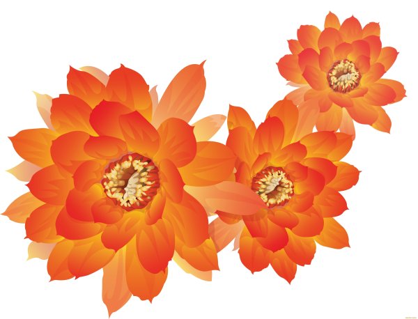 Цветы Хелиана оранж