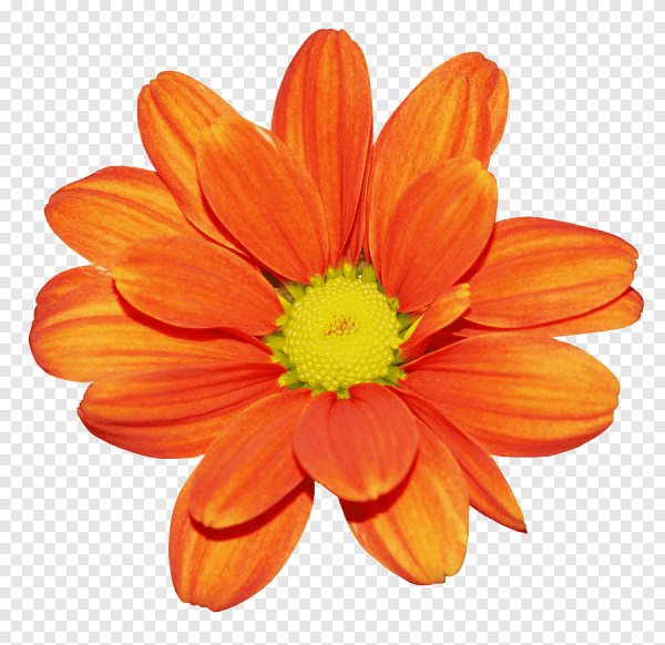 Оранжевый цветочек на белом фоне